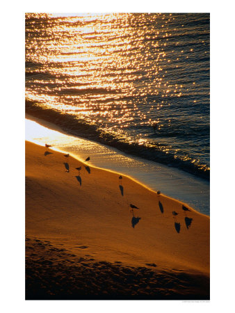 Seagulls, Sunlight, And Sand, Fl by Ken Glaser Pricing Limited Edition Print image