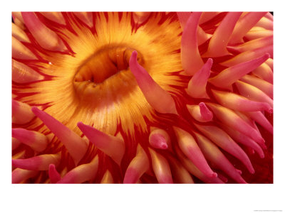 Close-Up View Of A Sea Anemone by George Grall Pricing Limited Edition Print image
