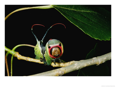 A Puss Moth Caterpillar On A Branch, Showing Its False Face by Darlyne A. Murawski Pricing Limited Edition Print image