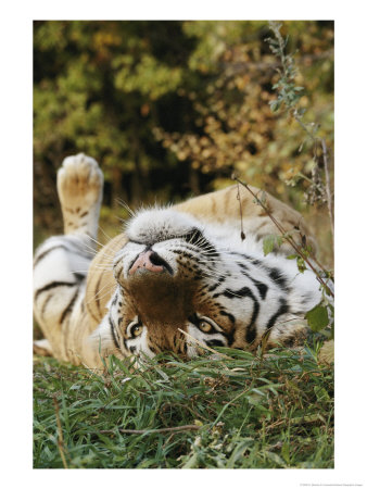An Adult Siberian Tiger Lounges On His Back by Dr. Maurice G. Hornocker Pricing Limited Edition Print image