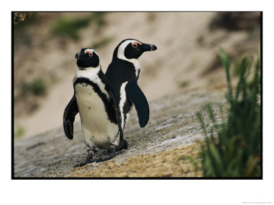 Jackass Penguins Standing Together On A Rock by Kenneth Garrett Pricing Limited Edition Print image