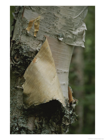 Close View Of Paper-Birch Bark by Michael S. Lewis Pricing Limited Edition Print image