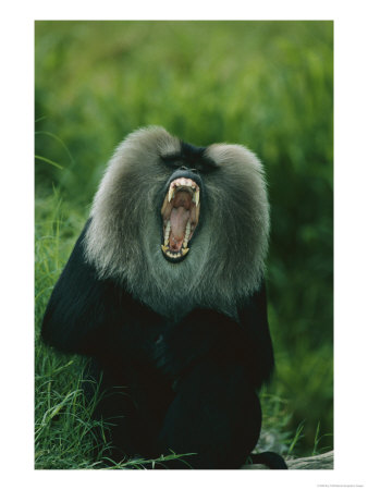 A Captive Lion-Tailed Macaque Bares Its Teeth by Roy Toft Pricing Limited Edition Print image