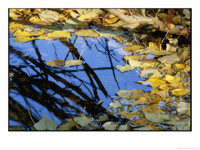 Autumn Leaves Float In A Pool Of Water by Marc Moritsch Pricing Limited Edition Print image
