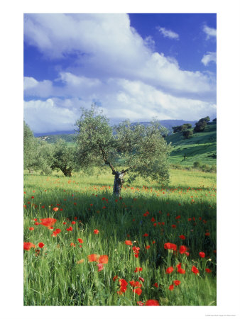 North Ronda, Andalucia, Spain by Peter Adams Pricing Limited Edition Print image