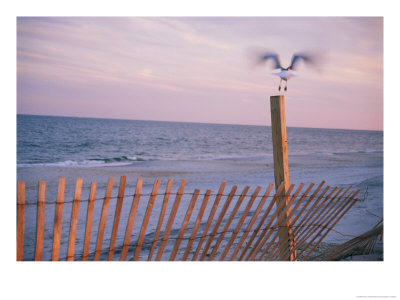 A Sea Gull Takes Off From A Wooden Fence by Stacy Gold Pricing Limited Edition Print image