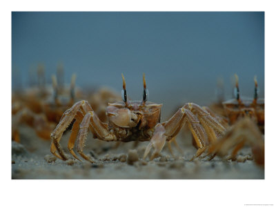 A Herd Of Ghost Crabs (Ocypode Albicans) Foraging In The Sand by Michael Nichols Pricing Limited Edition Print image