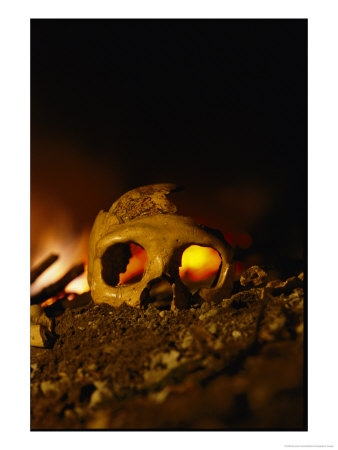 Close View Of The Skull Of A Neandertal Woman by Kenneth Garrett Pricing Limited Edition Print image