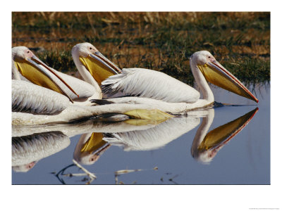 Three Eastern White Pelicans Rest Upon The Waters Of A Lake by Beverly Joubert Pricing Limited Edition Print image