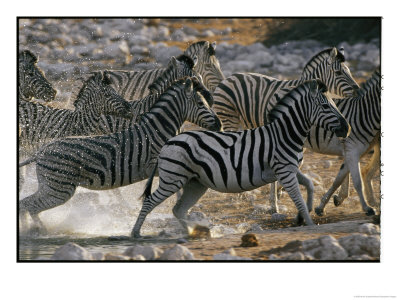 Running Zebras by Nicole Duplaix Pricing Limited Edition Print image