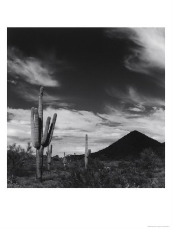 Cacti And Mountains, Phoenix, Az by Doug Hopfer Pricing Limited Edition Print image