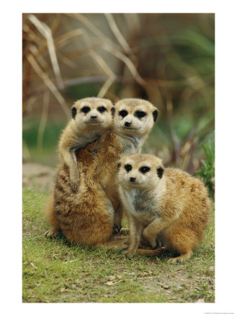 A Trio Of Captive Meerkats Keeps An Eye Out For Any Danger by Roy Toft Pricing Limited Edition Print image