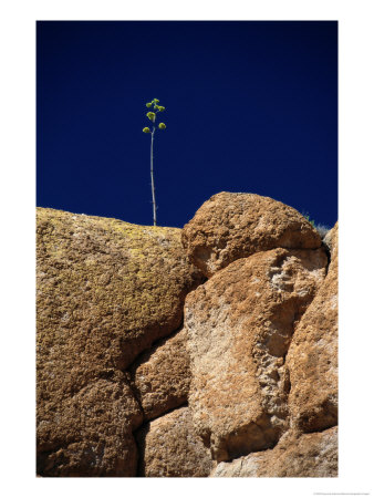 A Single Plant Grows From A Crack In A Large Rock by Raymond Gehman Pricing Limited Edition Print image