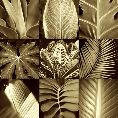 Tropical Leaves Ii by Caroline Kelly Pricing Limited Edition Print image