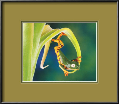 The Acrobat by Gail Shumway Pricing Limited Edition Print image