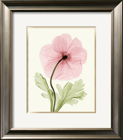 Iceland Poppy I by Steven N. Meyers Pricing Limited Edition Print image