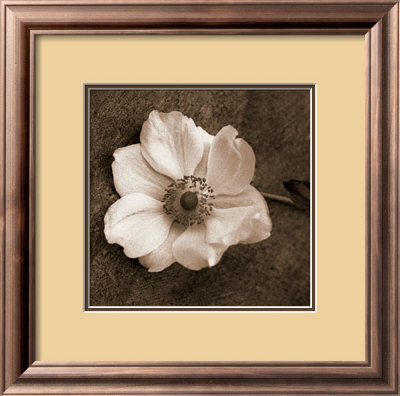 Windflower I by Heather Johnston Pricing Limited Edition Print image