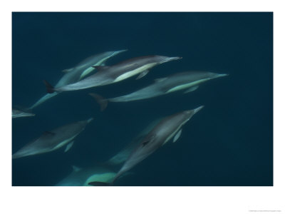 Common Dolphins Rise To The Waters Surface In The Gulf Of California by Ralph Lee Hopkins Pricing Limited Edition Print image