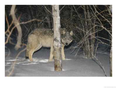 Timber Wolf Peers From Behind A Tree At Night by Paul Nicklen Pricing Limited Edition Print image