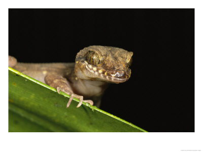 View Of The Head Of A Gecko Peering Over A Leaf by Tim Laman Pricing Limited Edition Print image