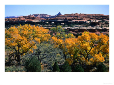 Cottonwoods Along Squaw Creek At The Needles, Canyonlands National Park, Usa by John Elk Iii Pricing Limited Edition Print image