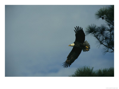 American Bald Eagle In Flight by Klaus Nigge Pricing Limited Edition Print image