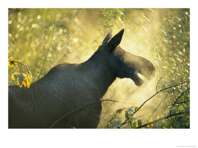 Sunlight Shines On The Cold Breath Of A Female Moose by Rich Reid Pricing Limited Edition Print image