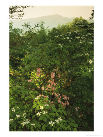 Wild Azaleas And Dogwoods Grow On Ravens Roost Overlook by Raymond Gehman Pricing Limited Edition Print image