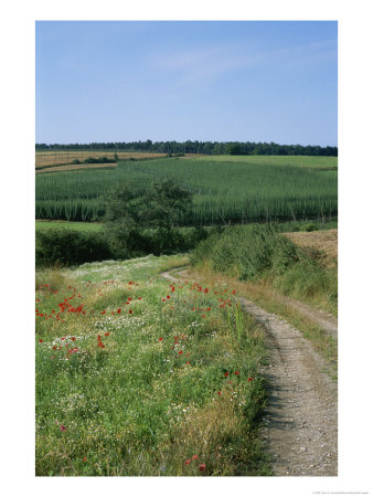 Dirt Road Running Past Hop Fields Outside Munich by Taylor S. Kennedy Pricing Limited Edition Print image