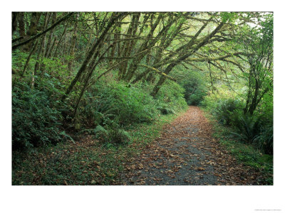 Path Through Trees, Redwoods National Park, Ca by Mark Gibson Pricing Limited Edition Print image