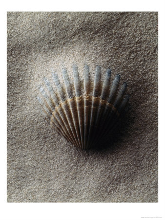 Scallop Shell In Sand by Howard Sokol Pricing Limited Edition Print image