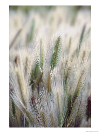 Cattails by John Luke Pricing Limited Edition Print image