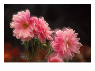 Pink Dahlias by Elfi Kluck Pricing Limited Edition Print image