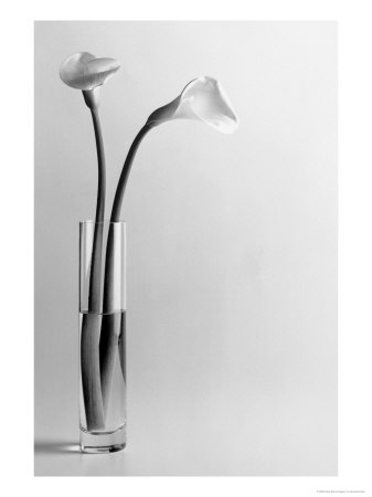 Calla Lilies In Vase by Howard Sokol Pricing Limited Edition Print image