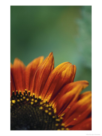 Close-Up Of Sunflower by Sandra Stambaugh Pricing Limited Edition Print image