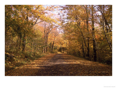 Road In Fall, Montreal, Quebec, Canada by Stewart Cohen Pricing Limited Edition Print image
