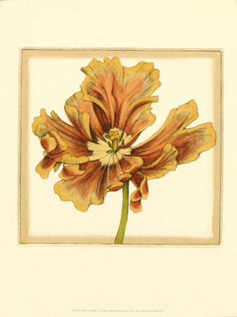 Sunset Tulip I by Jennifer Goldberger Pricing Limited Edition Print image
