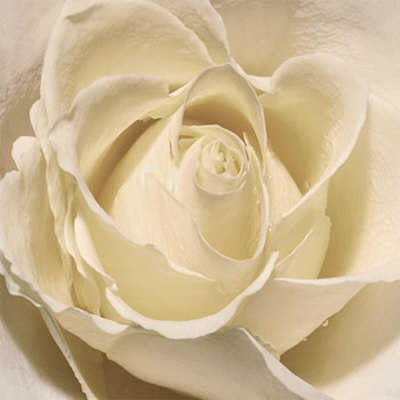 White Rose by Anna Scott Pricing Limited Edition Print image