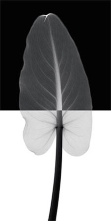 Calla Leaf I by Steven N. Meyers Pricing Limited Edition Print image