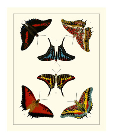 Cramer Butterflies Ii by Pieter Cramer Pricing Limited Edition Print image