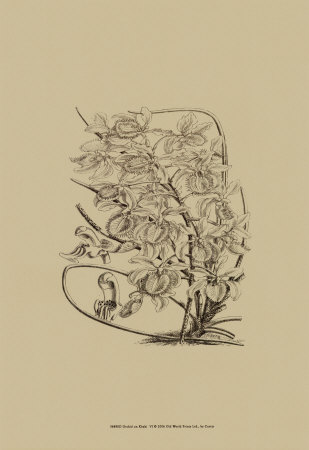Black And White Curtis Orchid Vi by Samuel Curtis Pricing Limited Edition Print image