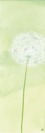 Delicateness Of The Dandelion I by Sabine Mannheims Pricing Limited Edition Print image