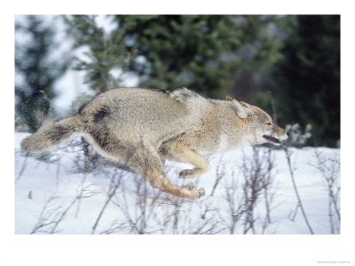 Coyote Running In Snow, Canis Latrans by Robert Franz Pricing Limited Edition Print image