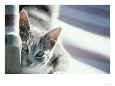 Grey Cat by Bruce Ando Pricing Limited Edition Print image