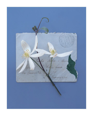 Emma's Garden Clematis by Deborah Schenck Pricing Limited Edition Print image