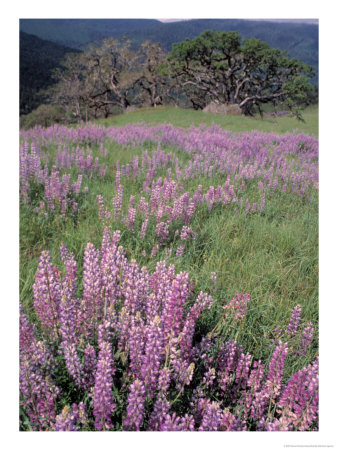 Lupine Near Dobson Prairie Trail, California, Usa by Stuart Westmoreland Pricing Limited Edition Print image