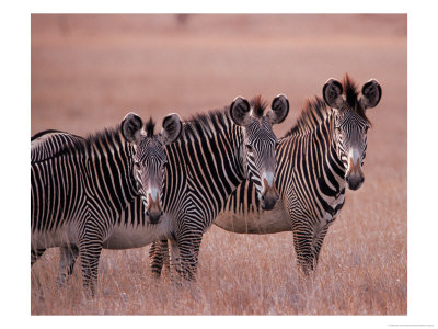 Grevy's Zebra, Masai Mara, Kenya by Dee Ann Pederson Pricing Limited Edition Print image