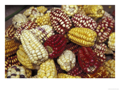 Corn, Maize, Peru by Darrell Gulin Pricing Limited Edition Print image