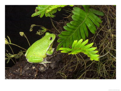 Barking Treefrog On Limb With Resurrection Fern, Florida, Usa by Maresa Pryor Pricing Limited Edition Print image