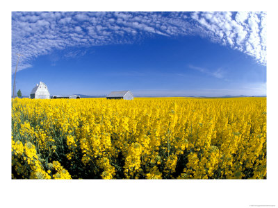 Canola Field And Gray Barn, Grangeville, Idaho, Usa by Terry Eggers Pricing Limited Edition Print image